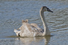 swan