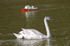 swan