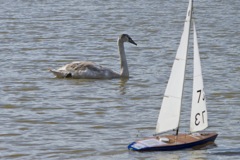 swan