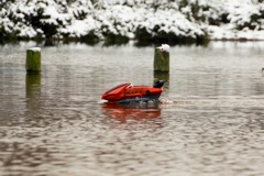 DSC02705 © Peter Taylor 2012