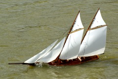 DSC03263 © Peter Taylor 2007