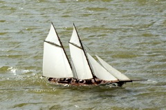 DSC03249 © Peter Taylor 2007