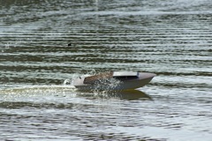 DSC07034 © Peter Taylor 2008