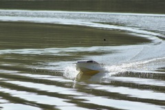 DSC07026 © Peter Taylor 2008