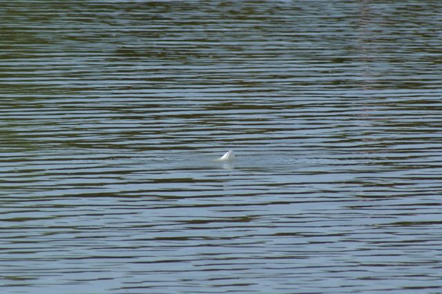 DSC00011.JPG