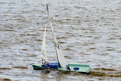 DSC03555 © Peter Taylor 2012