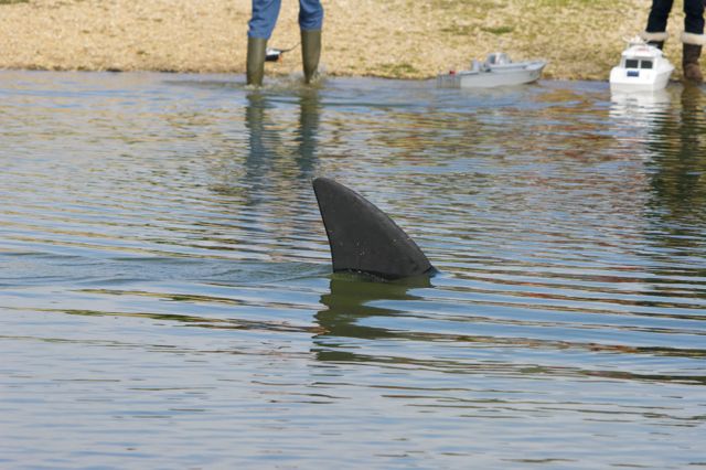 DSC00690 © Peter Taylor 2012