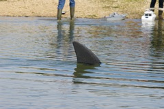 DSC00690 © Peter Taylor 2012