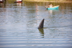 DSC00496 © Peter Taylor 2012