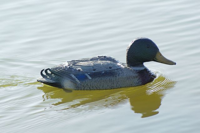 Mallard DSC04741
