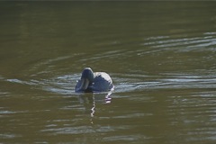 Mallard