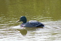 Mallard_2