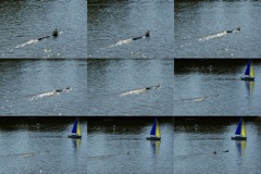  Photos © Peter Taylor 2008