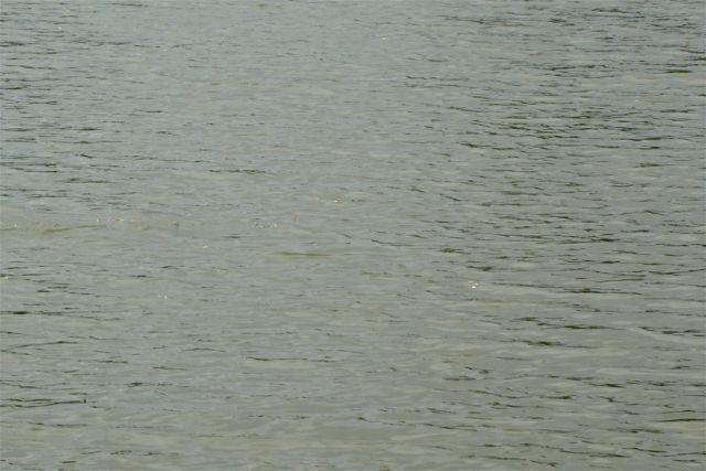 A100.07050502  © Peter Taylor 2007 