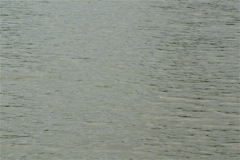 A100.07050502 © Peter Taylor 2007