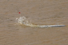 DSC06519 © Peter Taylor 2011