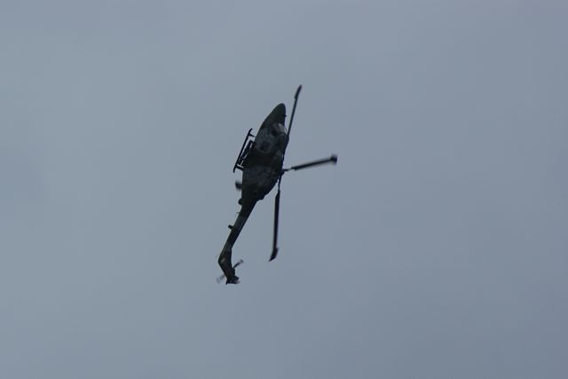 Blue Eagles Lynx DSC06288.JPG