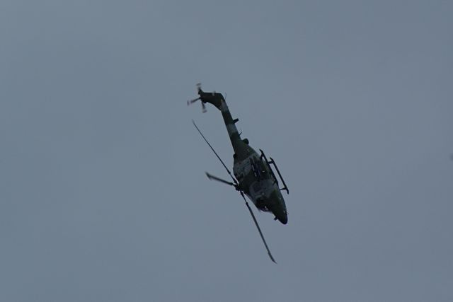 Blue Eagles Lynx DSC06292.JPG