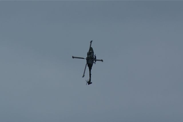 Blue Eagles Lynx DSC06248.JPG