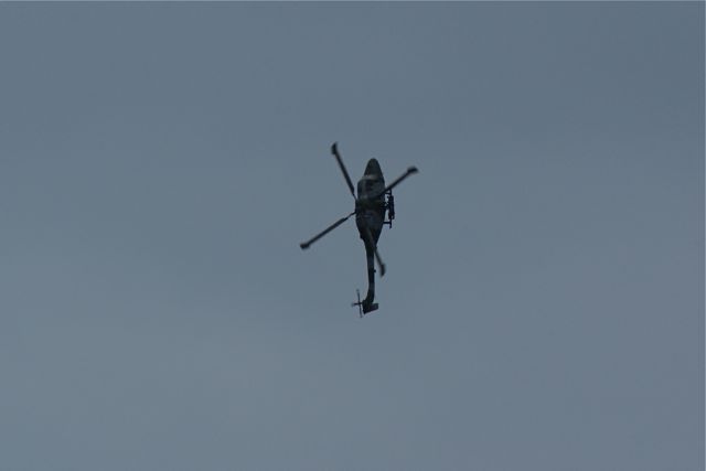 Blue Eagles Lynx DSC06249.JPG