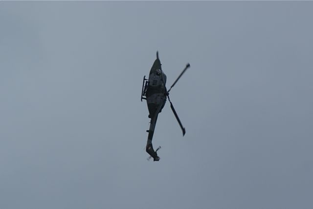 Blue Eagles Lynx DSC06287.JPG