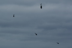 Blue_Eagles