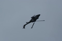 Blue Eagles Lynx DSC06289.JPG