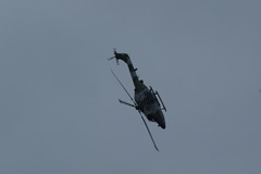 Blue Eagles Lynx DSC06292.JPG