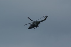 Blue Eagles Lynx DSC06294.JPG