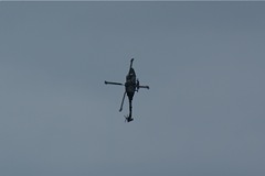Blue Eagles Lynx DSC06248.JPG