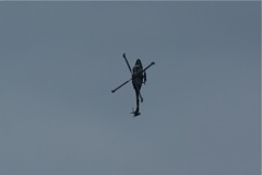 Blue Eagles Lynx DSC06249.JPG