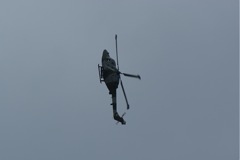 Blue Eagles Lynx DSC06286.JPG