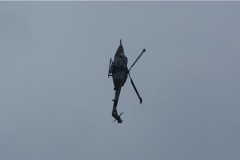 Blue Eagles Lynx DSC06287.JPG