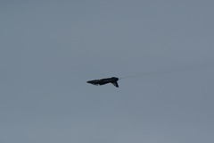Hawk - advanced training jet fighter DSC06373.JPG