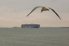 DSC02870 © Peter Taylor 2013