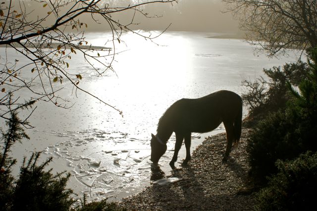DSC02724 © Peter Taylor 2010