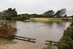 DSC02607 © Peter Taylor 2012