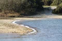 DSC03361 © Peter Taylor 2012