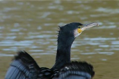 The_Setley_Cormorant