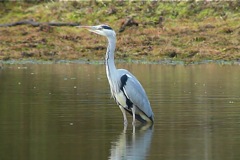 The_Setley_Heron