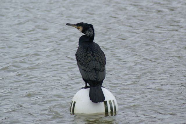 12/3/2009 DSC08821.JPG