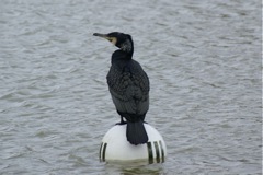 12/3/2009 DSC08821.JPG